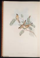 Black-throated Parrotbill plate 70