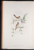 Black-throated Parrotbill plate 69