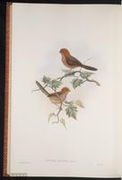 Vinous-throated Parrotbill plate 68