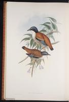 Cutia nipalensis plate 67