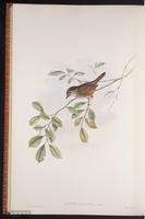 Dusky Fulvetta plate 66