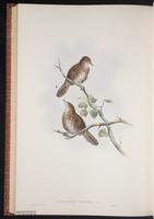Marsh Babbler plate 65