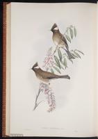 White-collared Yuhina plate 64