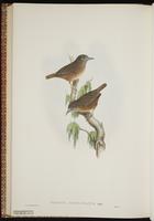 Streaked Wren-Babbler plate 63