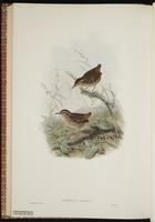 Eyebrowed Wren-Babbler plate 62
