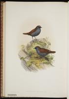 Gould's Shortwing plate 61