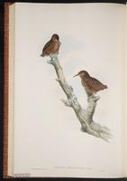 Long-billed Wren-Babbler plate 60