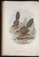 Spectacled Barwing plate 59