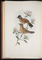 Streak-throated Barwing plate 58