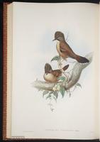 Hoary-throated Barwing plate 57