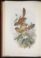 Rusty-fronted Barwing plate 56