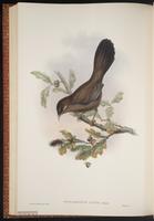 Plain Laughingthrush plate 55