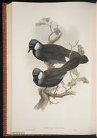 Black-throated Laughingthrush plate 54