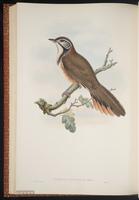 Greater Necklaced Laughing Thrush, Greater Necklaced Laughingthrush plate 53
