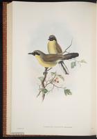 Yellow-throated Laughingthrush plate 52