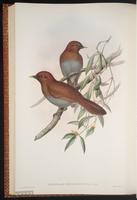 Grey-sided Laughingthrush plate 51
