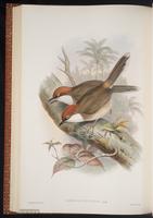 White-throated Laughingthrush plate 50