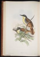 Rufous-vented Laughingthrush plate 49