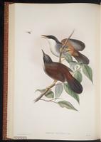 Wynaad Laughingthrush plate 48