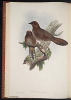 Brown-capped Laughingthrush plate 47