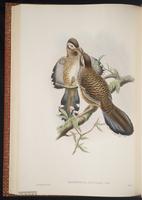 Barred Laughingthrush plate 46