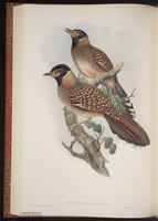 Spotted Laughingthrush plate 45