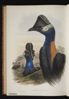 Westermann's cassowary plate 75