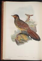Spotted Laughingthrush plate 44