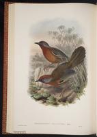 Chestnut-crowned Laughingthrush plate 43