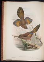 Elliot's Laughingthrush plate 42