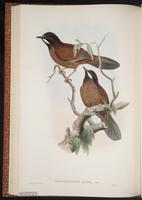 Black-faced Laughingthrush plate 41