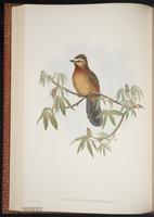 Striped Laughingthrush plate 40
