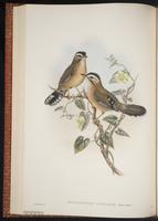 Moustached Laughingthrush plate 39