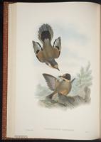 Chestnut-crowned Laughingthrush plate 38