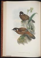 Black-faced Laughingthrush plate 37