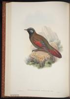 Red-winged Laughingthrush plate 36