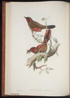 Red-faced Liocichla plate 35