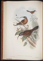 Slender-billed Scimitar Babbler plate 34
