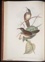 Spot-breasted Scimitar Babbler plate 33