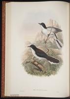 Dark-backed Sibia plate 32