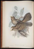 Great Parrotbill plate 31