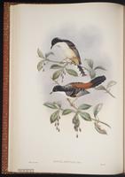 Rufous-backed Sibia plate 30