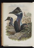 Dwarf Cassowary plate 74