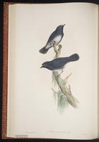 White-bellied Shortwing plate 29