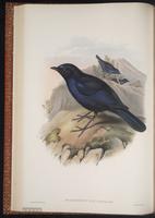 Myiophonus insularis plate 28