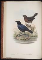 Myiophonus blighi plate 27