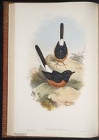 White-rumped Shama plate 26