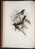 Oriental Magpie-Robin plate 25