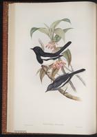 Oriental Magpie-Robin plate 24