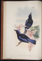 Irena cyanogaster plate 23